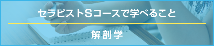 セラピストSコースで学べること　解剖学